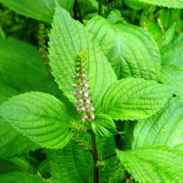 画像3: 【紫蘇精油-シソ-】会津香りプロジェクト (3)