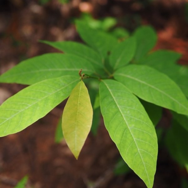 画像4: 【ニオイコブシ精油】一十八日南会津かおる里山 (4)