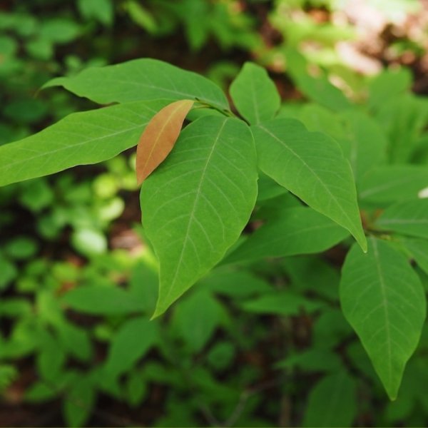 画像3: 【ニオイコブシ精油】一十八日南会津かおる里山 (3)