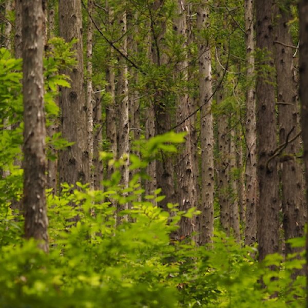 画像4: 【杉精油】一十八日南会津かおる里山 (4)