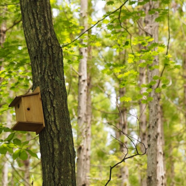 画像3: 【杉精油】一十八日南会津かおる里山 (3)