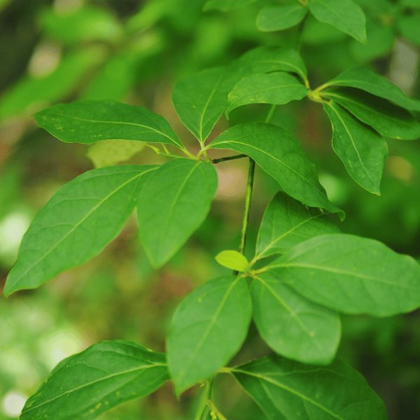 画像5: 【クロモジ精油】一十八日南会津かおる里山 (5)
