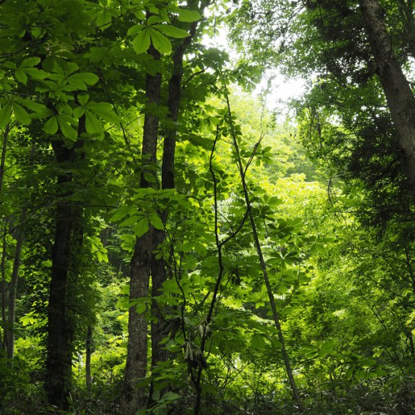 画像4: 【椴松　トドマツ(モミ)精油】一十八日和精油 (4)