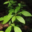 画像3: 【クロモジ精油】一十八日南会津かおる里山 (3)