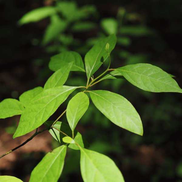画像3: 【クロモジ精油】一十八日南会津かおる里山 (3)