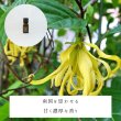 画像2: イランイラン（エキストラ）精油 (2)
