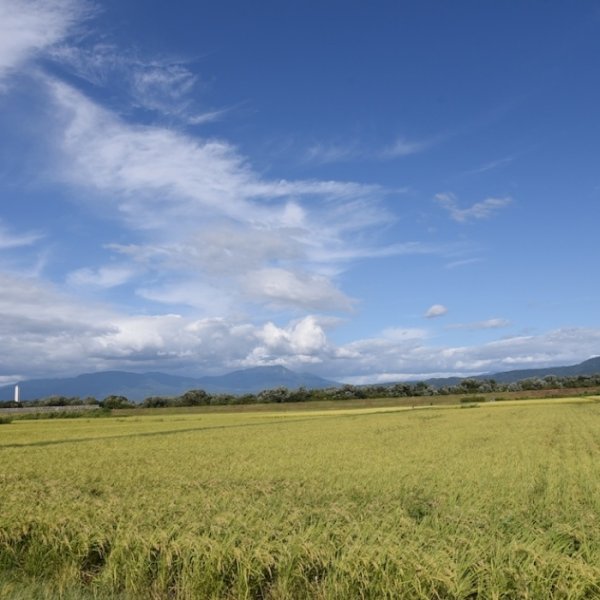 画像3: 【ひのき精油】一十八日和精油 (3)