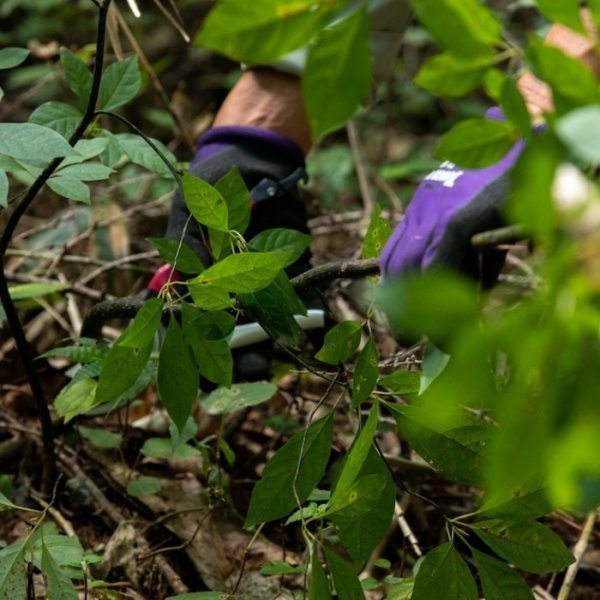 画像3: 【ヒバ精油】一十八日和精油 (3)