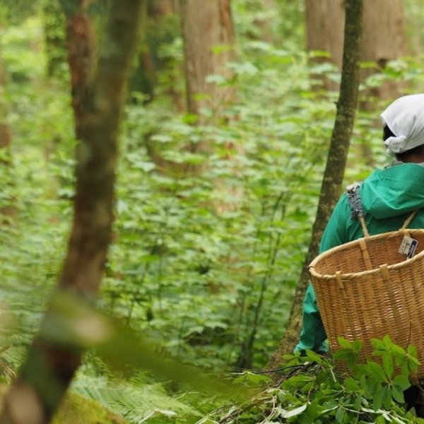 画像3: 【高野槇精油】一十八日和精油 (3)