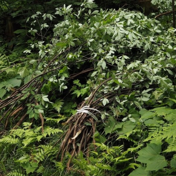 画像3: 【柚子精油】一十八日和精油 (3)