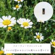 画像2: カモミールローマン精油 (2)