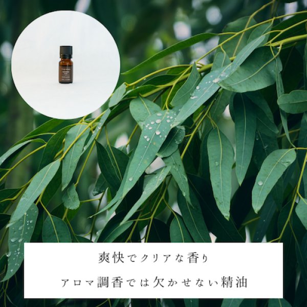 画像2: ユーカリグロブルス精油 (2)