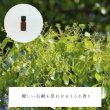 画像2: ホーリーフ精油 (2)