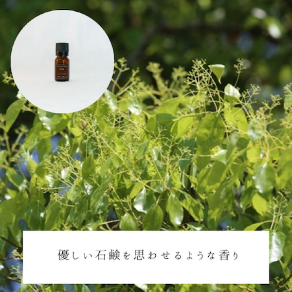 画像2: ホーリーフ精油 (2)
