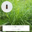 画像2: レモングラス精油 (2)