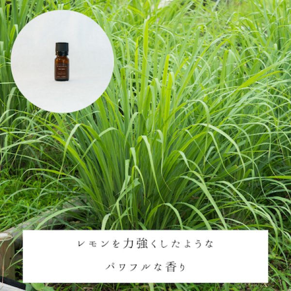 画像2: レモングラス精油 (2)