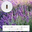 画像2: ラベンダートゥルー精油 (2)