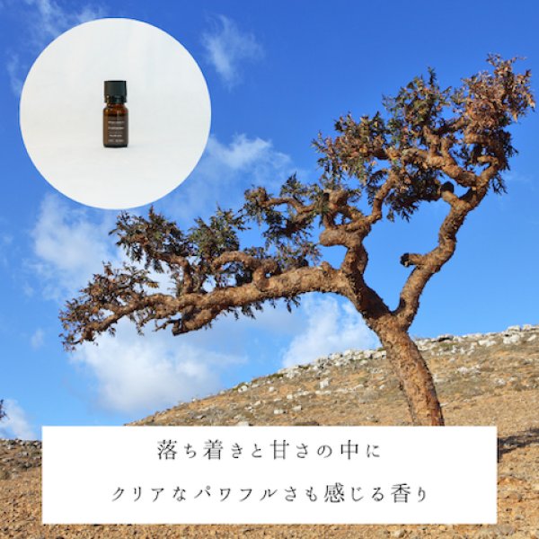 画像2: オーガニックフランキンセンス精油 (2)
