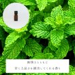 画像2: オーガニックペパーミント精油 (2)