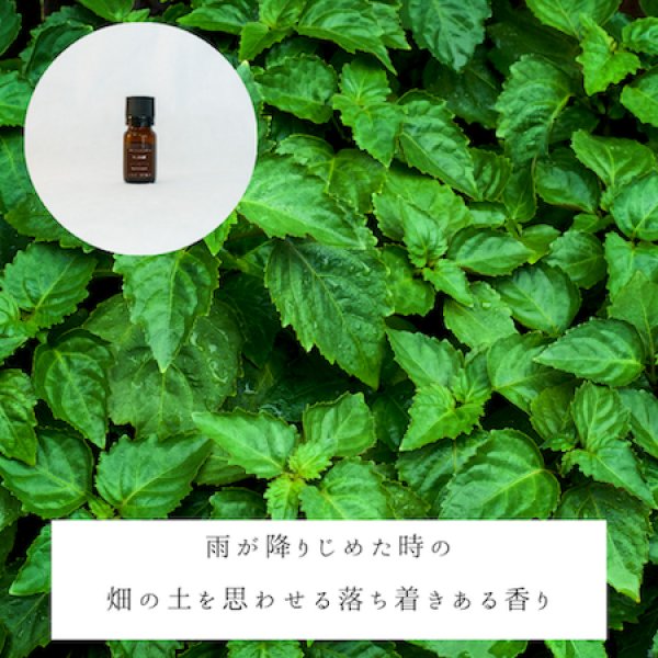 画像2: パチュリ精油 (2)