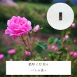 画像2: ローズAbs　精油 (2)