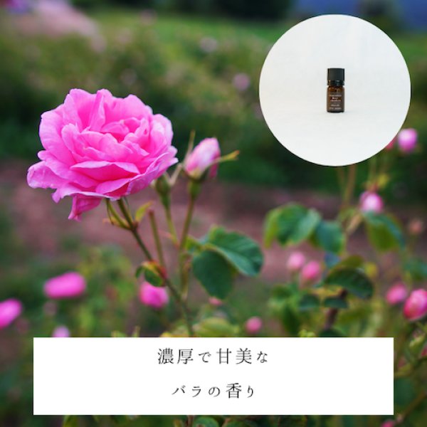 画像2: ローズAbs　精油 (2)