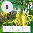 画像2: イランイラン（エキストラ）精油 (2)