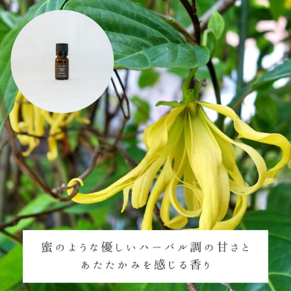 画像2: イランイラン（エキストラ）精油 (2)